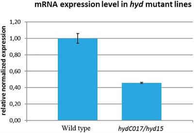 Loss of Drosophila E3 Ubiquitin Ligase Hyd Promotes Extra Mitosis in Germline Cysts and Massive Cell Death During Oogenesis